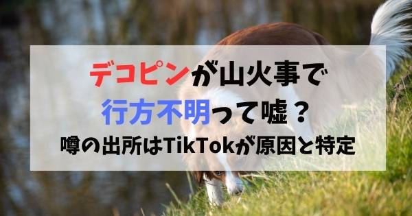 デコピンが山火事で行方不明って嘘？噂の出所はTikTokが原因と特定